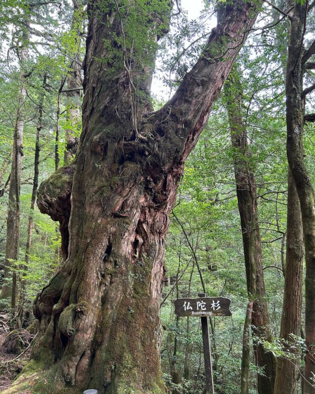 お盆休み1日目はヤクスギランドへ

標高が高いのでとても涼しくて気持ちよかったです。

木を見たら職業柄、製材したらどんな杢が出るのか気になります。

夏の屋久島は観光客がたくさんいて活気があります。

#屋久島 #屋久杉 #屋久杉ランド #観光スポット #避暑地